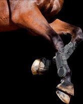 agro tuin en dier nunspeet depaardenspecialist dealers agro tuin en dier nunspeet depaardenspecialist dealers